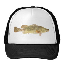 Fisk - Murray torsk - Maccullochella macquariensis Baseball Hat