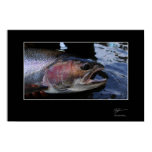 Fiska för steelhead in BC affischer