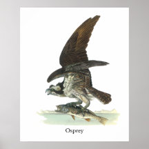 Fiskgjuse John Audubon Posters