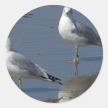 Fiskmåsar på hav nära havstrand i San Dieg Klistermärken