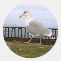 Fiskmåsklistermärkear