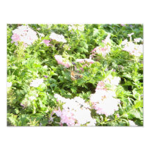 Fjäril och blommor konstfoto