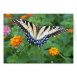 Fjäril - östlig tiger Swallowtail Kort