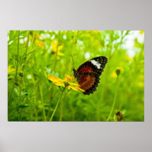 Fjäril på blomma print