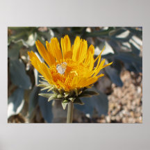 Fjäril på Sunrayblomma Posters