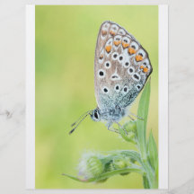Fjärilsmakrofoto Custom Flyer