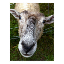 Fjun the sheep postcard vykort