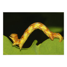 Fläckig umbra som en Caterpillar Erannis Defoliari Inbjudningar