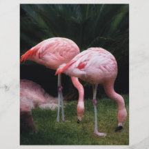 Flamingo - en uppsättning av Flamingos Full Färg Flygblad