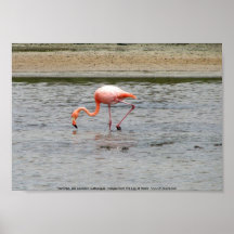 Flamingo Isla Seymour, Galapagos Posters