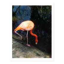 Flamingo Vykort