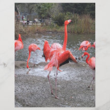 flamingodans custom flyer