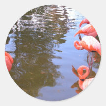 Flamingos Klistermärken