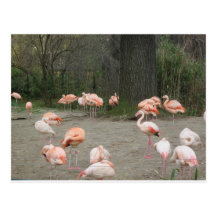 Flamingos Postkarten