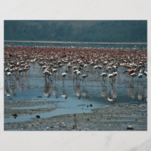 Flamingos sjö Nakuru, Kenya Flygblad