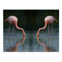 Flamingos vykort