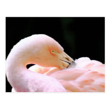 Flamingovykort