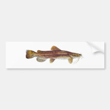 Flathead havskatt bildekal