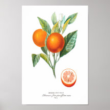Flik 10 för Histoire Naturelle des Orangers Print