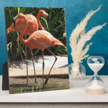 Flock av Flamingosplatta Uppvisning Plack