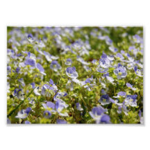 Flödande fotografiskt tryck för blommor 7x5