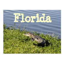 Florida alligatorvykort