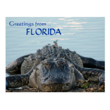 Florida alligatorvykort