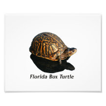 Florida boxas sköldpaddan fotograferar w-text