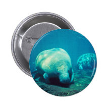 Florida Manatee Knapp