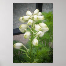Flower2 Posters