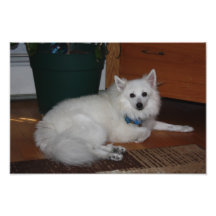 Fluffig hund för vit fotografiska tryck
