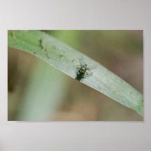 FLUGA PRINT