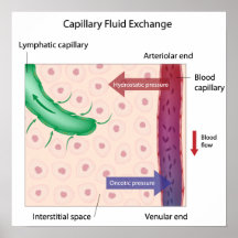 Fluid utbytesaffisch för Capillary