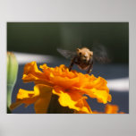 Flyg av Bumblecamelen Affisch