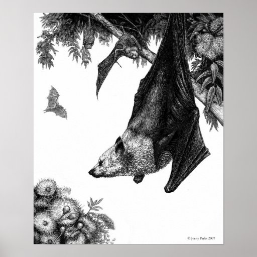 Flyga rävaffischen/tryck