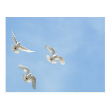 Flygduvor Vykort