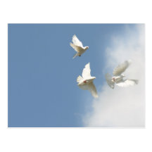 Flygvitduvor Vykort