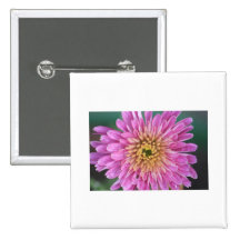 Födelseblomma - November - Chrysanthemum Pins