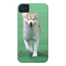 FODRAL för SIBERIAN HUSKY IPHONE 4S iPhone 4 Cover