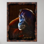 För apadjurliv för kvinnlig Orangutan underbar aff Posters