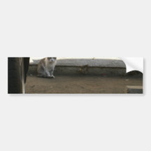 För dagparkeringsplats för strykarkatt dammig katt bildekal