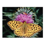 För fritillaryfjäril för kick bruna blommor vykort
