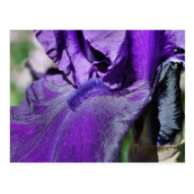 För Irisblomma för makro purpurfärgad skäggig vyko