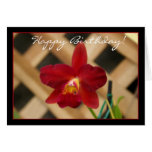 För Orchidhälsning för grattis på födelsedagen röt