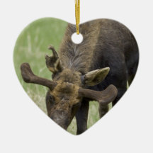 Foragingprydnad för älg julgranskula