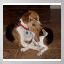Förälskade Beagles Print