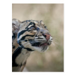 Fördunklad leopard vykort