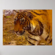 Förfölja affischen för djurliv för Bengal tigerkon