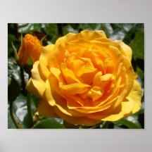 Förgylld rosa rosknopp print