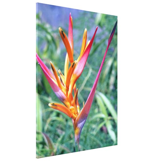 Förhöjd hawaiansk Heliconia blomma slågen in kanfa Canvasduk Med Gallerikvalitet